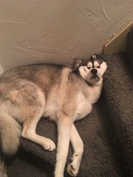 My dog ate half a chocolate brownie, will he be OK?