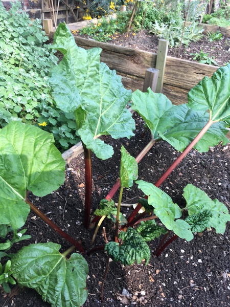 Rhubarb help needed!
