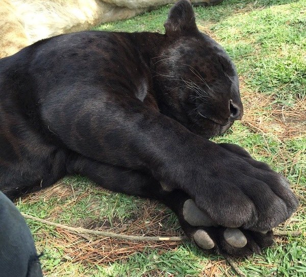 Toe beans