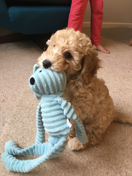 Genuinely interested - why all the poodle crosses? What puts people off a ‘proper’ poodle?