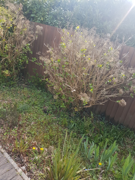 Any tips to revive hydrangea??