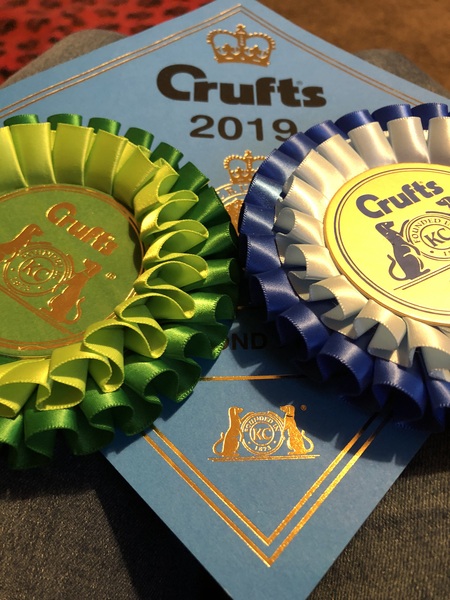 Hounds just about to be on crufts