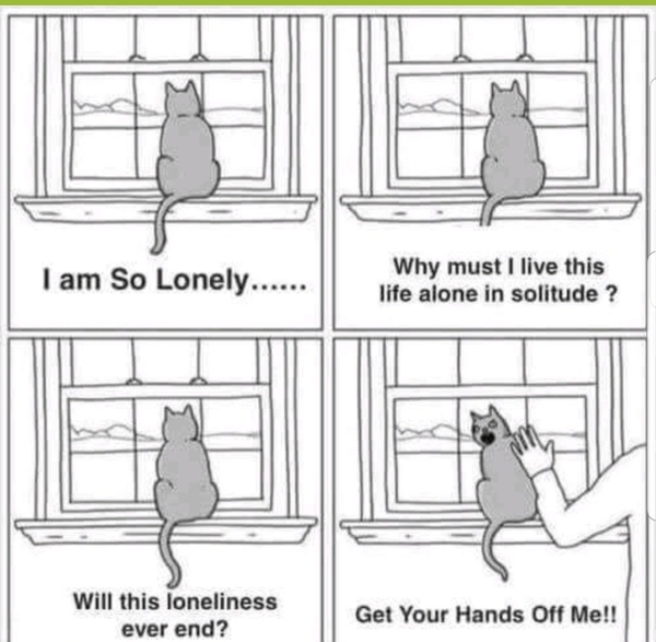 I want a cat, but how do I make sure I get one that’s not an arsehole?