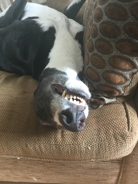 Brand new retired greyhound!