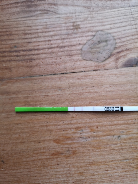 Positive opk?