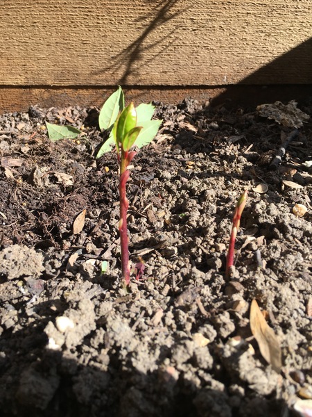 Is this Japanese knotweed?!