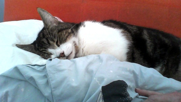 Your cat's favourite baked potato filling - testers here