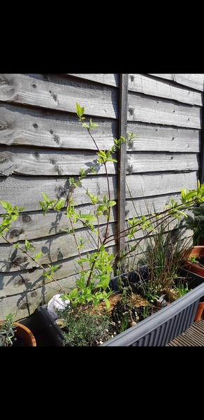 Plant ID one sorry!