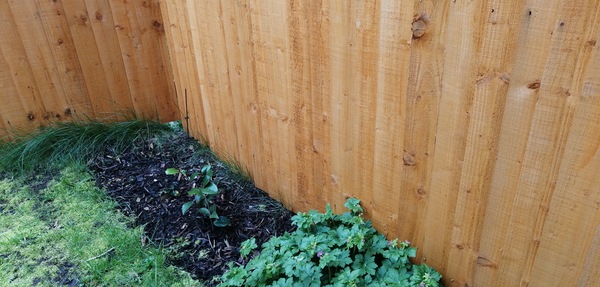 Shrub for shady corner- recommendations please