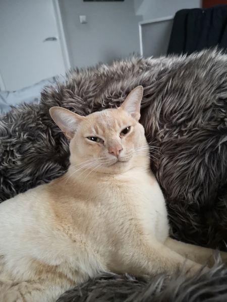 Whats your Cats name?