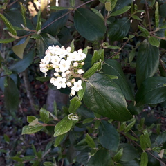 Daphne for north facing corner