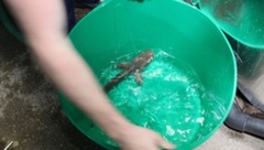 Baby shark do do do do do do