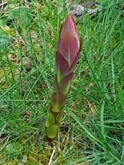 Can anyone identify this/these?