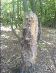 Do you see faces in things?