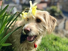 Who fancies a dog photo thread!
