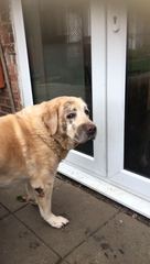 Who fancies a dog photo thread!