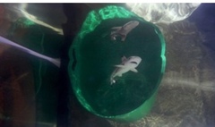 Baby shark do do do do do do