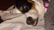 Hideous photographs of pets