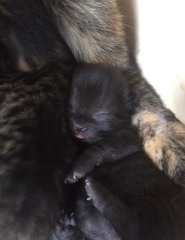 "Spayed" cat is pregnant - help!