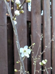 Anyone know what tree? Pics