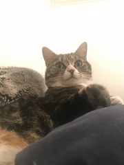 To be really creeped out by my cat?