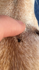 Growth on my dog :(