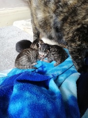 "Spayed" cat is pregnant - help!