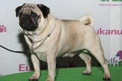 Crufts...is it cruel?