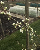 Allotment?Veg Patch Thread 13! Are we weathering the weather?