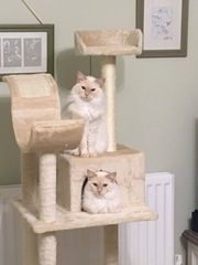 3 cats!