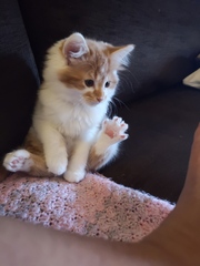 Toe beans