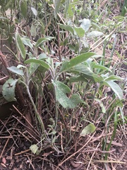 Weeds, flowers or herbs?