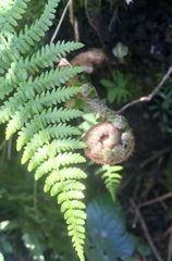 Any Witches Here? Part 7.