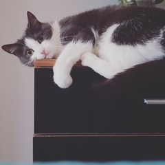 I want a cat, but how do I make sure I get one that’s not an arsehole?