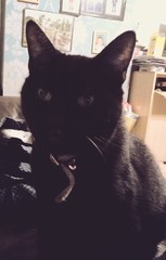 Cats Protection