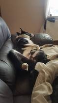 To think I'm not 'cruel' to my dog because he's not allowed on the sofa?