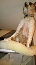 Hideous photographs of pets