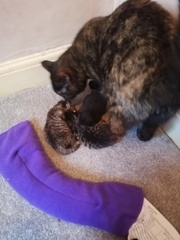 "Spayed" cat is pregnant - help!