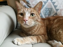 Whats your Cats name?