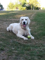 Golden Retriever puppy... come at me with all your best advice, warnings and thoughts please!