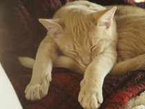 I want a cat, but how do I make sure I get one that’s not an arsehole?