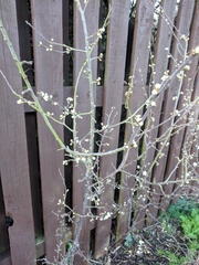 Anyone know what tree? Pics