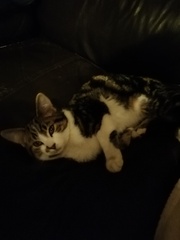 Kitten has welcomed itself into my home!