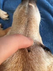 Growth on my dog :(