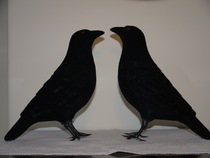 AIBU to ask if your Halloween ravens are going grey?