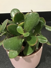 Please help save my money plant!