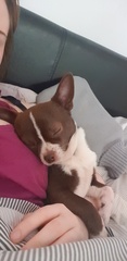 Who else has a furry nurse?