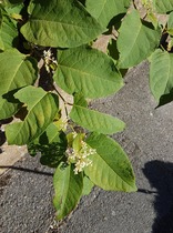 Is this Japanese knotweed?!