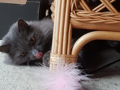 What's your DCat up to today? (Thread 7!)