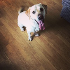 Who fancies a dog photo thread!